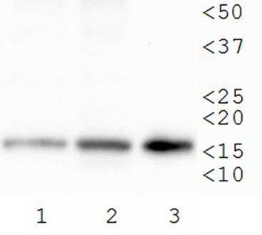 Western Blot: Histone H3 [Trimethyl Lys79] AntibodyBSA Free [NB21-1383]